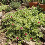 Variegated Ice Plant in 2'' Pot, Hardy Perennial Succulent Live Plant, Ground Cover Outdoor Garden 4-6 Inches