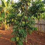 Soursop Tree Live Plant 5-9" Tall, Soursop Guanabana Tropical Fruit Tree for Gardening, Hardy Outdoor Plant