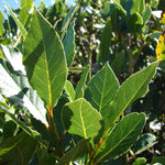 Sweet Bay Leaf Live Plants Trees, Laurus Nobilis Bay Leaf Tree, Bayleaf Plant, Size 5 to 12 Inches Tall, No Pot