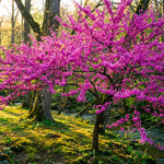 Eastern Redbud Tree Live Plant 6-10 Inches, Red Bud Tree Seedling, Ready to Grow Outdoor Garden, Dormant Redbuds