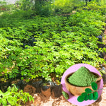 1 to 2 Moringa Plants Live Tree, 6 to 10" Moringa Oleifera Plant, Well Rooted, Cold Hardy, Spring Planting Drumstick Horseradish Tree