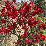 Flowering Quince Plant in 4'' Pot, 3–6 Inch Tall Chaenomeles Shrub, Spring Blooming Outdoor Plant, Easy Grow (Red Quince)