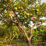 Pink Guava Plant Live, Tropical Guava Tree 6-10'' Tall, Sweet, Hardy Fruit Tree for Outdoor Garden Planting