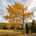 Quaking Aspen Tree Seedlings 18-24 Inches, Yard and Garden Planting, Hardy, Vibrant Fall Foliage