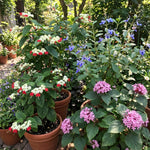 2 Clerodendrum Live Plants 4-7 Inches, Trailing Light Bulb Flowering Shrub, Indoor or Outdoor Ornamental (Random Clerodendrum)