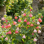 2 Pink Abutilon Plants 4-8" Tall, Trailing Lantern Flowering Vine for Patio, Containers and Outdoor, Hardy Bell Shaped Flowers Shrubs