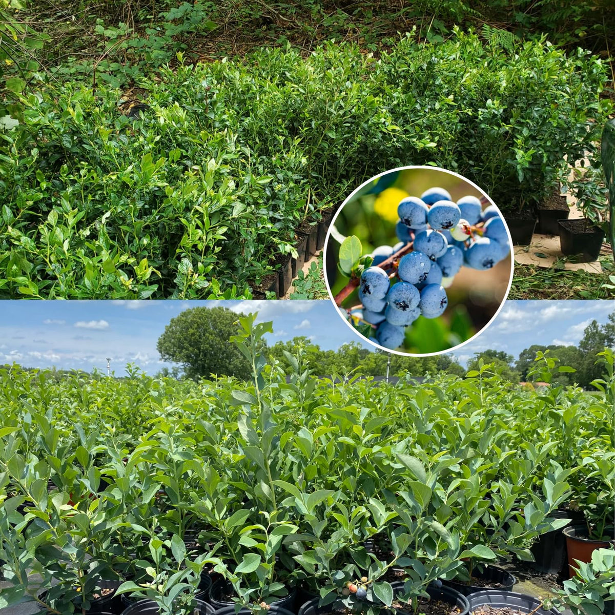 2 Blueberry Trees Live Plant for Planting, 5-10" Tall, Blueberry Plant Live, Sweet Blueberry Bush Live Plant, Large Blueberries Fruit Bareroot (Duke Blueberry)