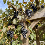 Grape Plant Live 4-7 Inches Tall, Fruit Vine Starter Plant for Garden, Patio Container, Backyard Trellis, Outdoor Growing (Dark Purple Grape)