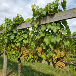 Grape Plant Live 4-7 Inches Tall, Fruit Vine Starter Plant for Garden, Patio Container, Backyard Trellis, Outdoor Growing (Green Grape)
