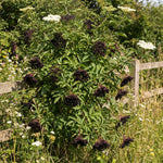Elderberry Live Plant 4-8'' Tall, Live Black Elderberry Tree Seedling, Edible Berry Bush for Planting, No Pot