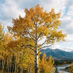 Quaking Aspen Tree Bare Root Seedlings 18-24 Inches Tall, Hardy Tree for Yard, Garden, and Landscaping
