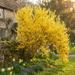 Forsythia Plants Live, Forsythia Plant Well Rooted 4-7 Inch Tall, Lynwood Gold Forsythia Bush for Outdoor Growing 4'' Pot