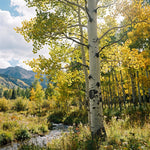 Quaking Aspen Tree Seedlings 18-24 Inches, Yard and Garden Planting, Hardy, Vibrant Fall Foliage