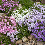 Set 2 Creeping Phlox Live Plants, Perennial Phlox Flower Ground Cover Plant, Hardy Creeping Phlox 5-8 Inches (Mix)