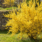 Forsythia Plants Live, Forsythia Plant Well Rooted 4-7 Inch Tall, Lynwood Gold Forsythia Bush for Outdoor Growing 4'' Pot