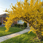 Forsythia Plants Live, Forsythia Plant Well Rooted 4-7 Inch Tall, Lynwood Gold Forsythia Bush for Outdoor Growing 4'' Pot