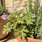 3 Citronella Plants, Live Citronella Geranium Plants 4-7 Inch, Perennial Fragrant Herbs, Container and Garden Planting