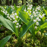 10 Lily of The Valley Bulbs, White Fragrant Lily Flower Roots, Perennial Lilies of The Valley Flowering Plants