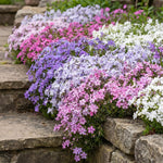 Pack 3 Creeping Phlox Plant Live, 5-9 Inches, Perennial Creeping Phlox Ground Cover Outdoor Garden (Mix-Colored)