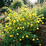 2 Yellow Abutilon Plants 4-8" Tall, Trailing Lantern Flowering Vine for Patio, Containers and Outdoor, Hardy Bell Shaped Flowers Shrubs