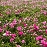 25 Ranunculus Bulbs for Spring Planting, Perennial Flowers Bulbs for Gardens, Vibrant Peony Buttercup Corms for Outdoor Borders (Pink Ranunculus Bulbs)