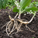 10 Lily of The Valley Bulbs, White Fragrant Lily Flower Roots, Perennial Lilies of The Valley Flowering Plants
