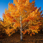 Quaking Aspen Tree Seedlings 18-24 Inches, Yard and Garden Planting, Hardy, Vibrant Fall Foliage