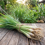 2 Lemongrass Live Plants, Well Rooted 8-10 Inch Tall, Fragrant Lemon Grass Herb for Growing in Container or Garden