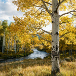 Quaking Aspen Tree Seedlings 18-24 Inches, Yard and Garden Planting, Hardy, Vibrant Fall Foliage