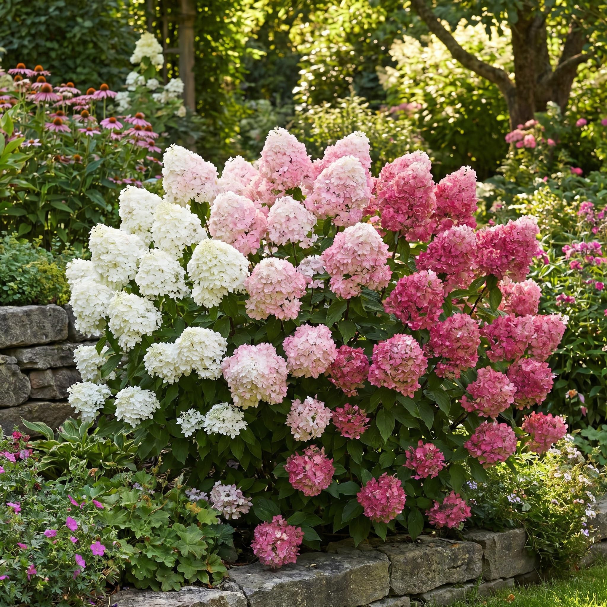 2 White to Pink Hydrangea Bushes Live Plants, Well Rooted, Dormant Hydrangea Tree Shrub 4-7 Inches for Planting