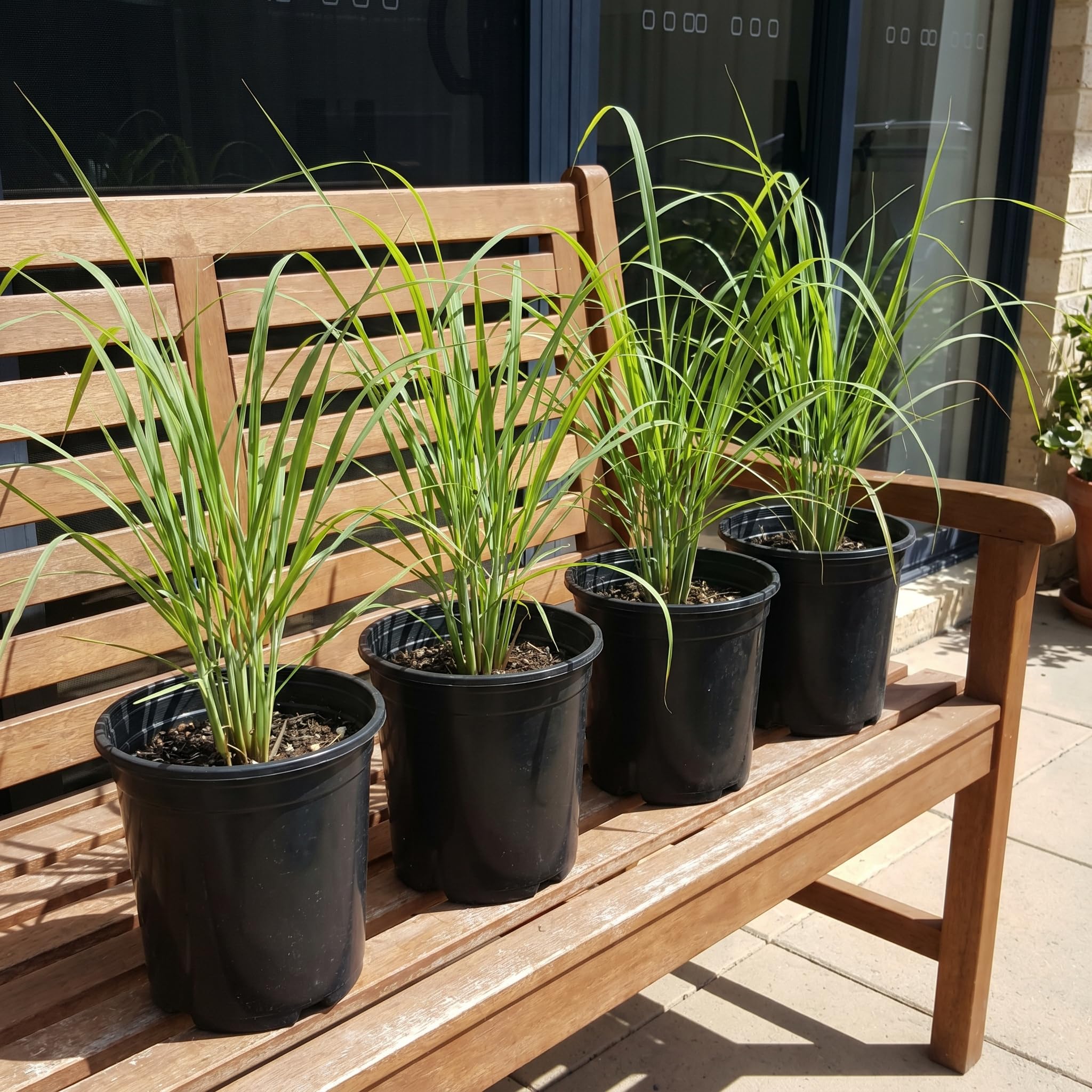4 Lemongrass Plants Live for Planting, Lemon Grass Live Stalks, Perennial Herb Plants Teady to Grow 10 Inches