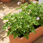 3 Citronella Plants, Live Citronella Geranium Plants 4-7 Inch, Perennial Fragrant Herbs, Container and Garden Planting