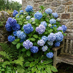 Blue Hydrangea Live Plant in 2.5'' Pot, Hydrangea Bush Shrub Vibrant Blooms, Outdoor Garden, Ready to Grow