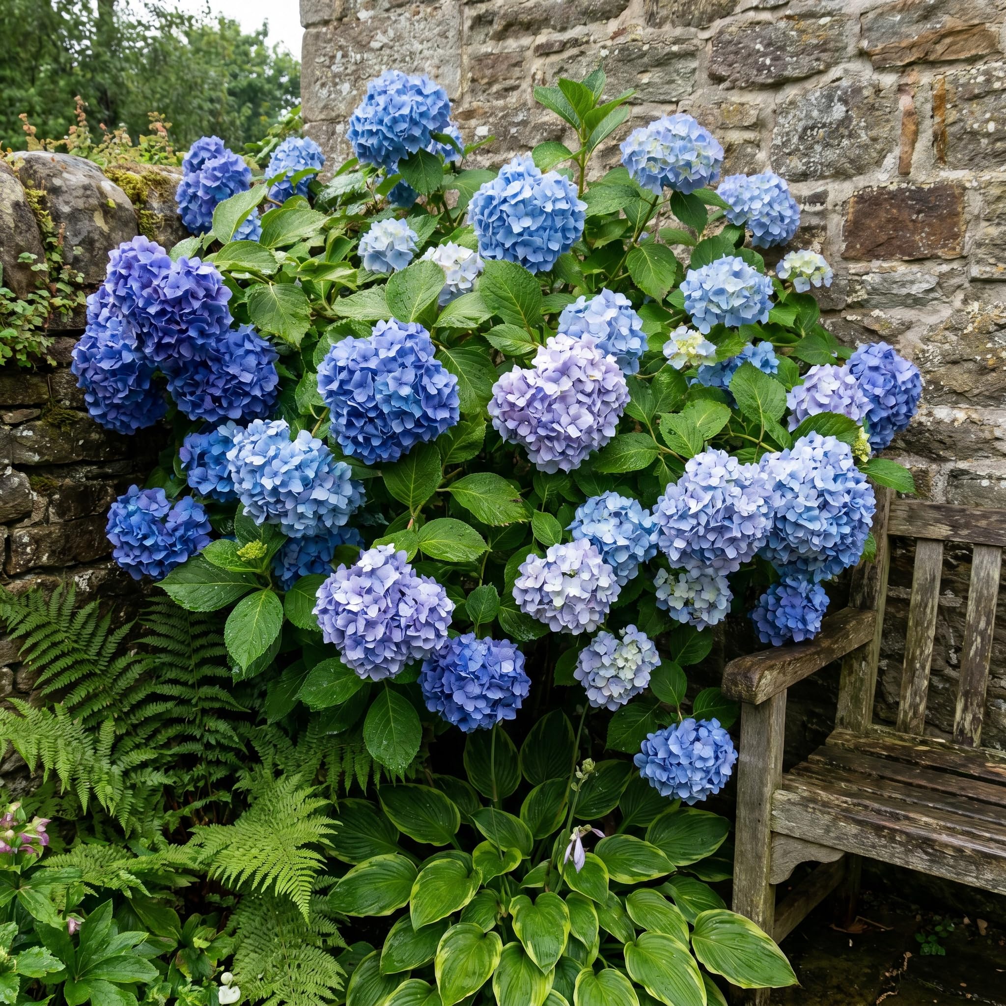 Blue Hydrangea Live Plant in 2.5'' Pot, Hydrangea Bush Shrub Vibrant Blooms, Outdoor Garden, Ready to Grow