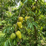 Soursop Tree 5-9'' Tall for Planting, Annona Muricata Seedlings, Hardy Live Tropical Fruit Tree for Patio, Container and Backyard Gardens