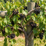 Grape Plant Live 4-7 Inches Tall, Fruit Vine Starter Plant for Garden, Patio Container, Backyard Trellis, Outdoor Growing (Dark Purple Grape)