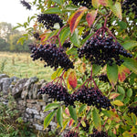 Black Elderberry Tree Live Plant, Hardy Berry Producing Shrub, Landscaping and Backyard Gardens, 4-7 Inches Tall