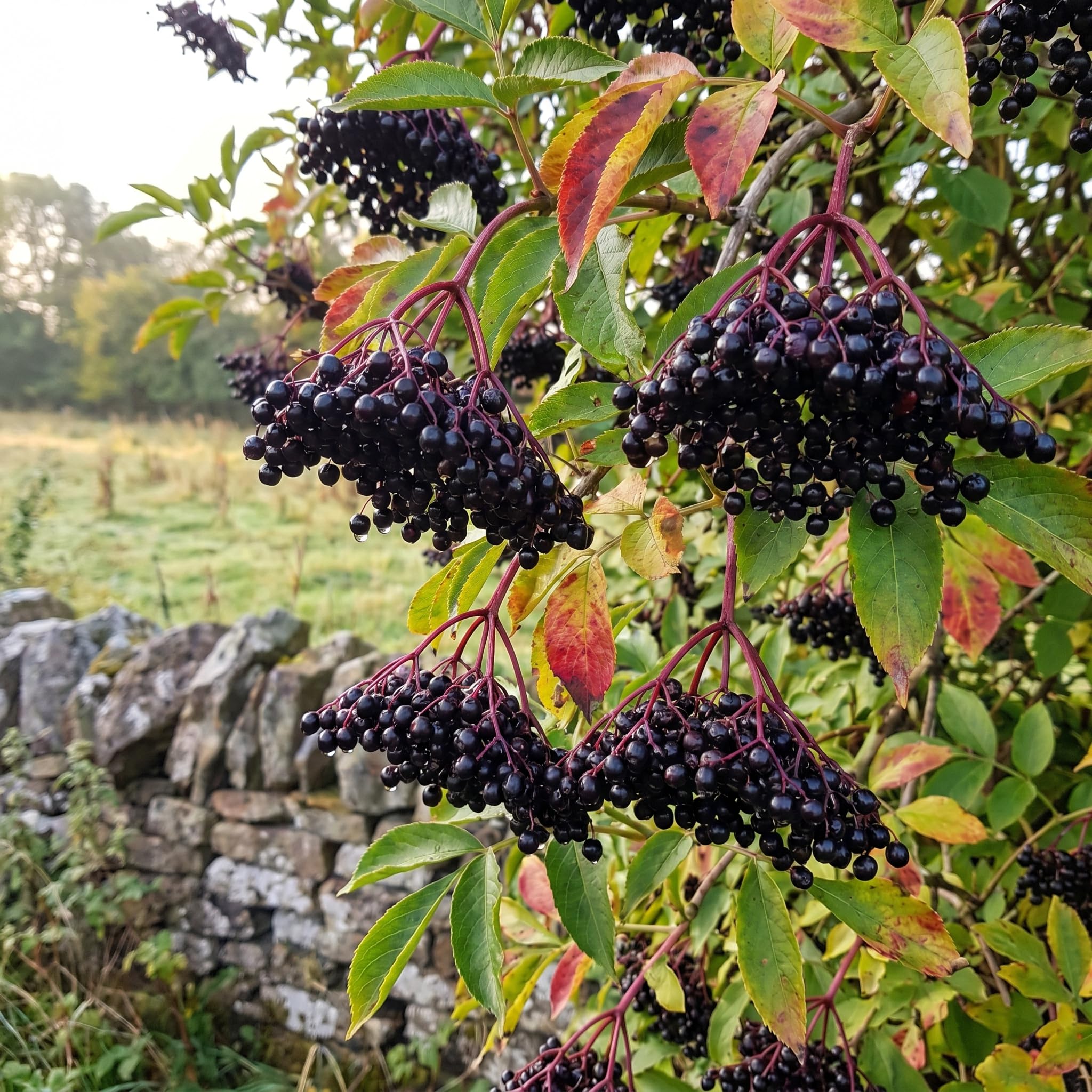 Black Elderberry Tree Live Plant, Hardy Berry Producing Shrub, Landscaping and Backyard Gardens, 4-7 Inches Tall