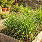 2 Lemongrass Live Plants, Well Rooted 8-10 Inch Tall, Fragrant Lemon Grass Herb for Growing in Container or Garden