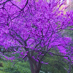 03 Eastern Redbud Trees Live Plants, 1 Year Old Seedlings Pink Flowering Ornamental Tree, Redbud Tree, Redbud Trees for Planting, No Leaf