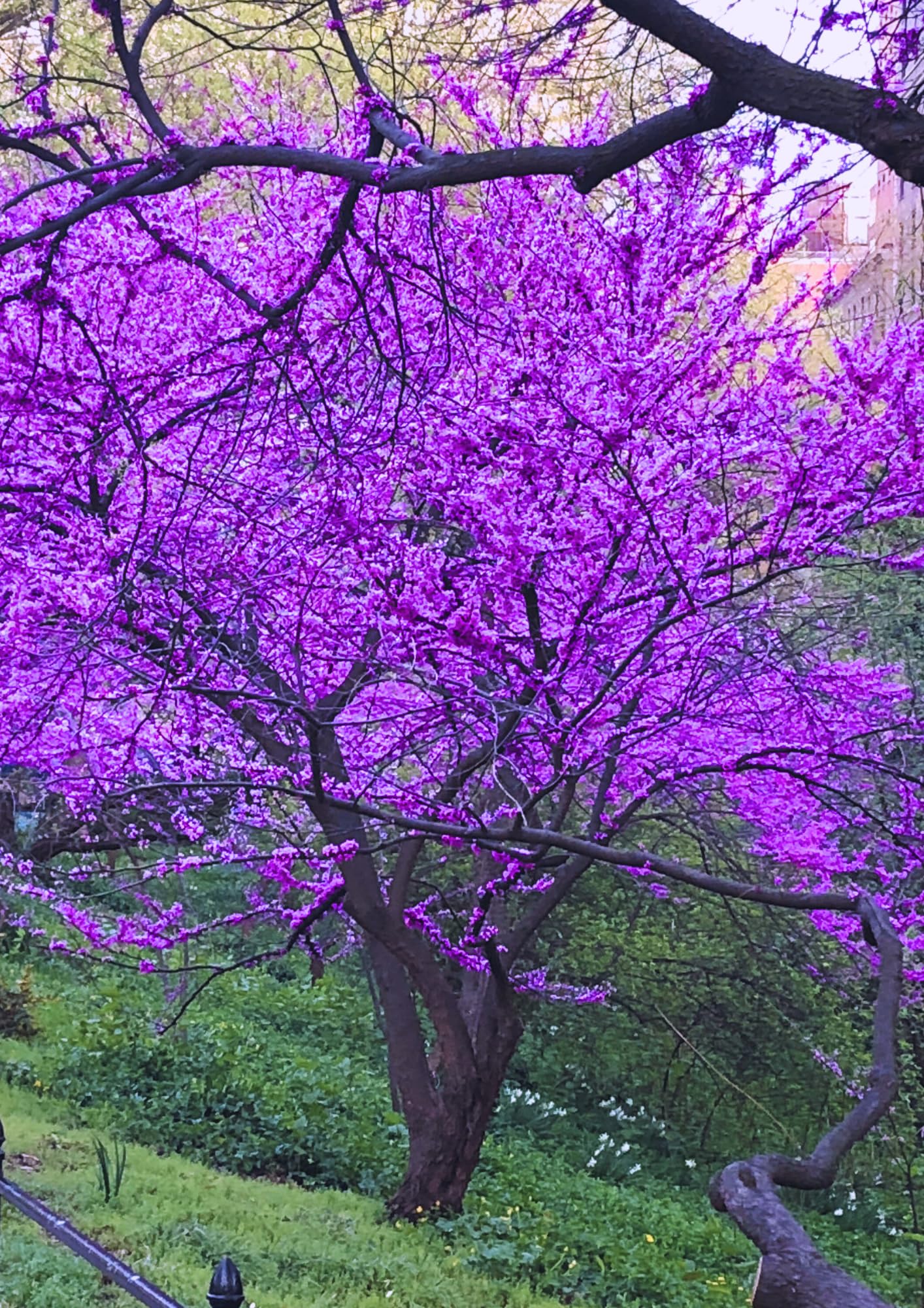 03 Eastern Redbud Trees Live Plants, 1 Year Old Seedlings Pink Flowering Ornamental Tree, Redbud Tree, Redbud Trees for Planting, No Leaf