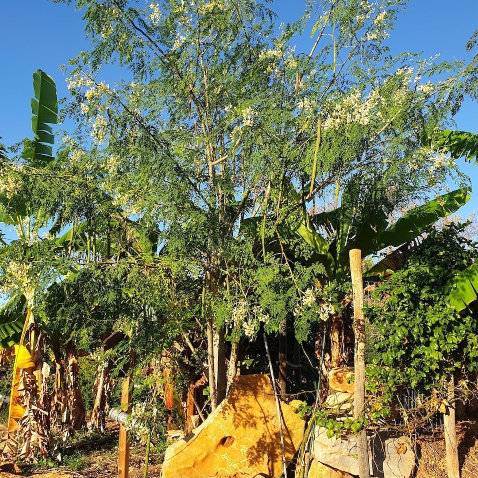 2 to 4 Live Moringa Trees Plants, Cold Hardy for Outdoor Garden, Zones 4-9, Well-Rooted Plant in Pot, Moringa Oleifera Malunggay Horseradish Trees