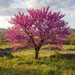 Eastern Redbud Tree Live Plant 6-10 Inches, Red Bud Tree Seedling, Ready to Grow Outdoor Garden, Dormant Redbuds