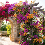 Set 2 Mixed Bougainvillea Live Plants 4-7 Inches Tall, Vibrant Bumgainvillea Flowering Vines for Garden, Patio Containers and Indoor Growing