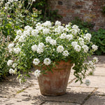 2 White Verbena Live Plants, Trailing Verbena Plants for Planting Outdoor, Perennial Ground Cover Flowers 4-7 Inches