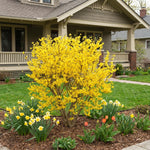Forsythia Plants Live, Forsythia Plant Well Rooted 4-7 Inch Tall, Lynwood Gold Forsythia Bush for Outdoor Growing 4'' Pot