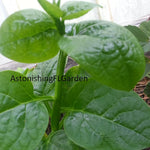 Malabar Spinach Starter Plant with 3 seedlings Basella Alba (Green stem) Non-GMO