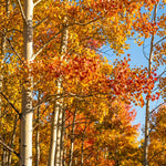 Quaking Aspen Tree Bare Root Seedlings 18-24 Inches Tall, Hardy Tree for Yard, Garden, and Landscaping