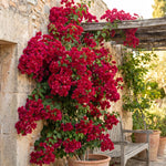 Set 2 Mixed Bougainvillea Live Plants 4-7 Inches Tall, Vibrant Bumgainvillea Flowering Vines for Garden, Patio Containers and Indoor Growing
