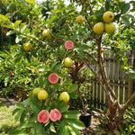 Pink Guava Tree Live Plant 4–7 Inches Tall, Sweet Guava Fruit Tree Seedling, Tropical Outdoor or Container Plant